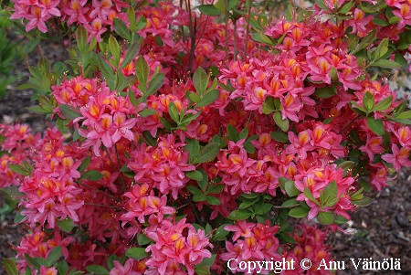Rhododendron 'Adalmina', puistoatsalea
